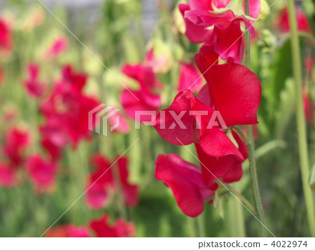 Red sweet pea Red sweet pea 4022974