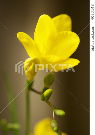 小蒼蘭開始綻放 4023148