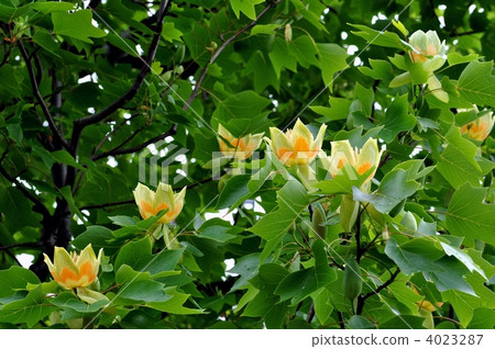 Tulip tree 4023287