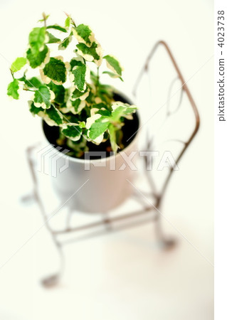 Pumira Pumira 4023738