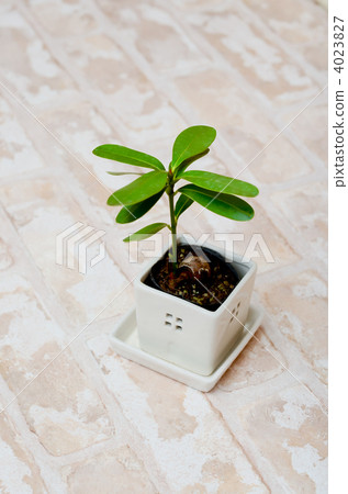 mini foliage plant, foliage plant, green leaf 4023827