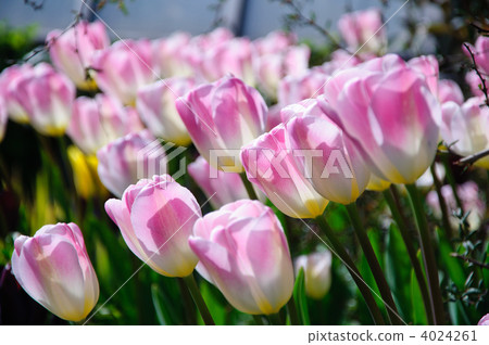 鬱金香 鬱金香 4024261