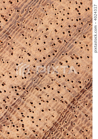 Paddock wood 4024317