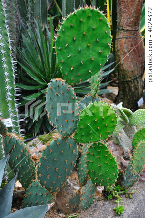 仙人掌 4024372