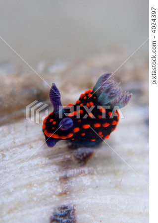 Nudibranch, sea slug, roboastra gracilis 4024397