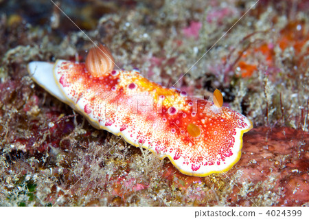 hyakume sea slug, gill, gills 4024399