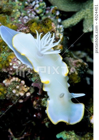 gill, gills, guard lodge 4024401