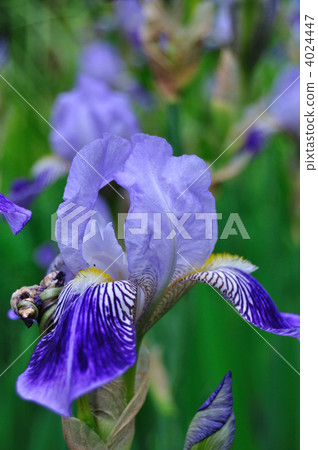 鳶尾花 鳶尾花 4024447