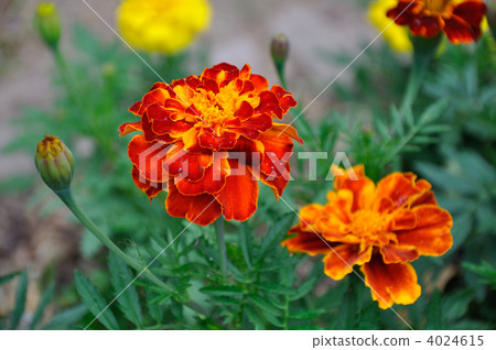 萬壽菊 萬壽菊 4024615