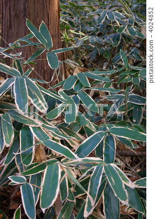 Kusatsa and cedar (vertical) 4024852