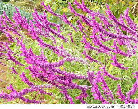 Salvia leucansa Salvia leucansa 4024894
