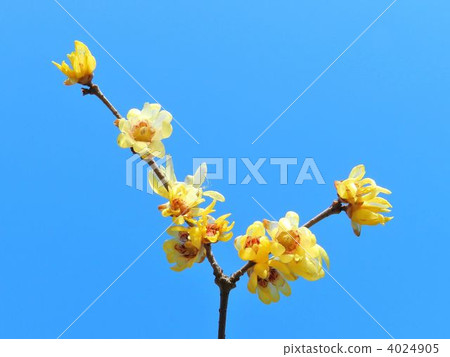 Rowbai（蠟梅） 4024905