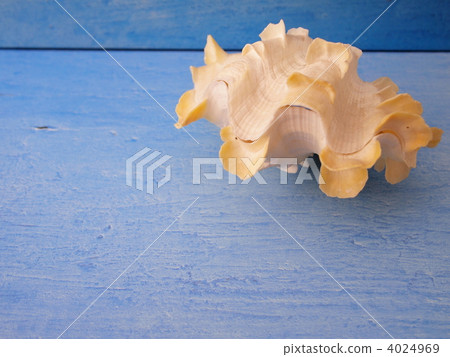 Shako貝類和夏天圖像 4024969