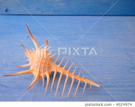 Honne貝殼和夏天圖像 4024974