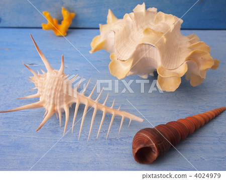 貝殼和夏天圖像 4024979
