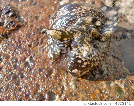 軟體動物 海洋生物 4025141