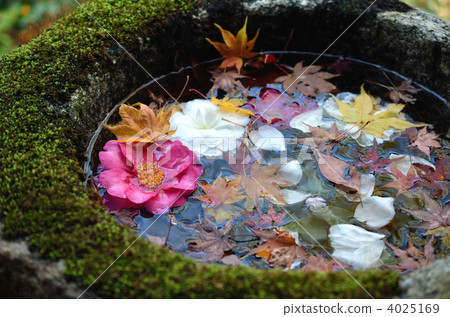 Naoyuan，Sasanqua和手碗 4025169