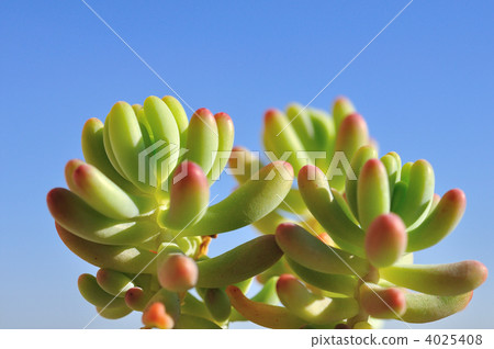 Succulent plants (girls' hearts) 4025408