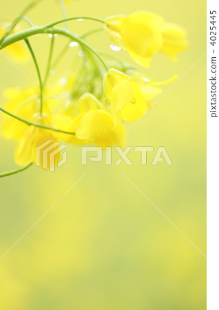 強姦花落 4025445