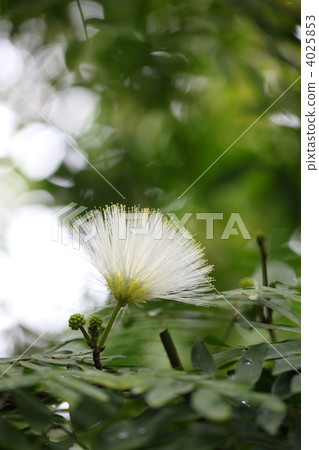 California white flower California white flower 4025853