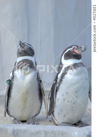 洪堡企鵝 企鵝 水生的 4025881