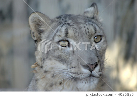 雪豹 雪豹 4025885