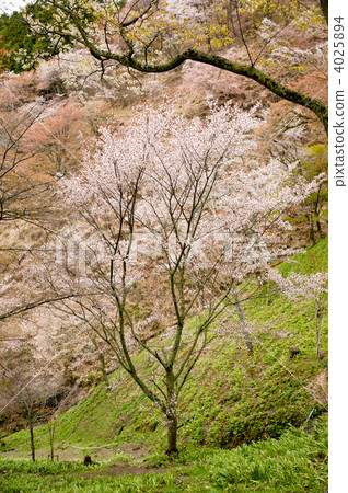吉野山 吉野山 4025894