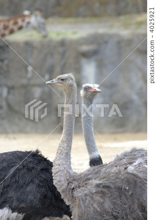 ostrich, ostriches, struthioniformes 4025921