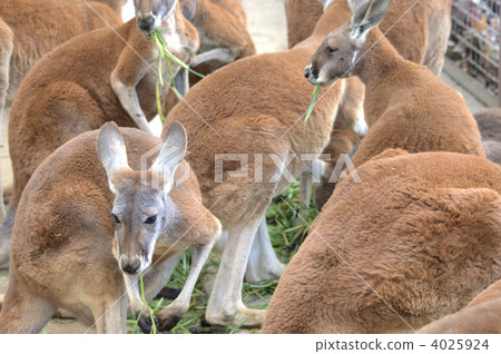red kangaroo, kangaroo, kangaroos 4025924