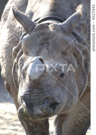 印度犀牛 犀牛 東山動植物園 4025942
