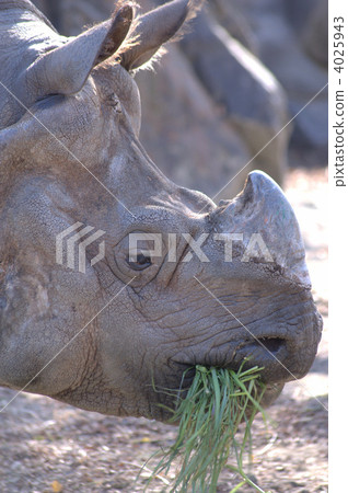 indian rhino, rhino, rhinocerose 4025943
