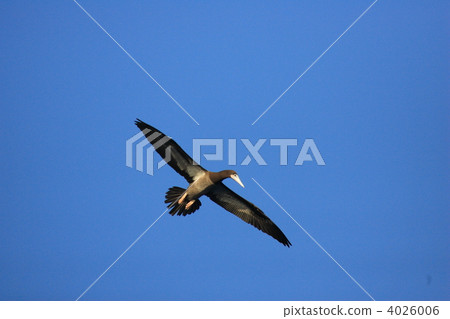 Bonito 4026006