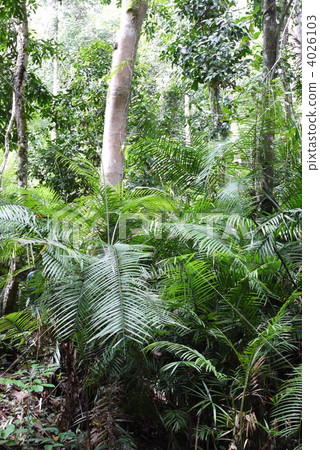 叢林 茂密的森林 亞洲 4026103