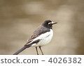 Black-backed wagtail 4026382