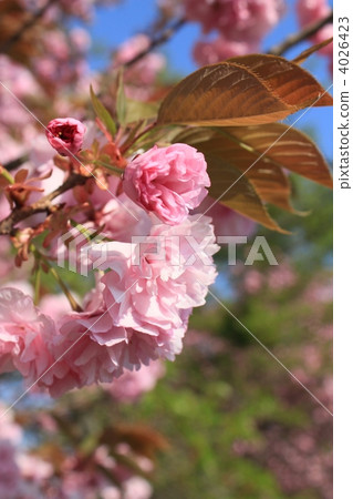 Double cherry blossoms 4026423