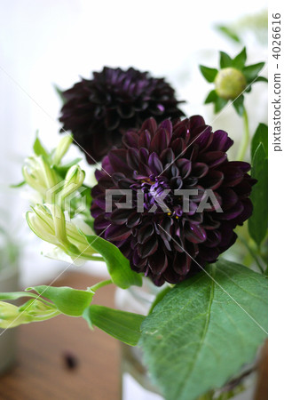 dahlia, dahlias, floral arrangement 4026616