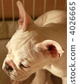 French bulldog 4026665