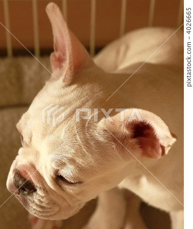 法國鬥牛犬 4026665