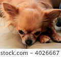 Chihuahua  4026667