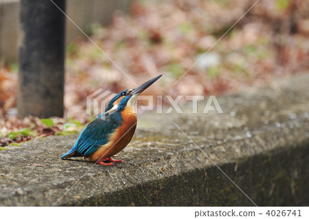 A kingfisher who faces upwards A kingfisher who faces upwards 4026741