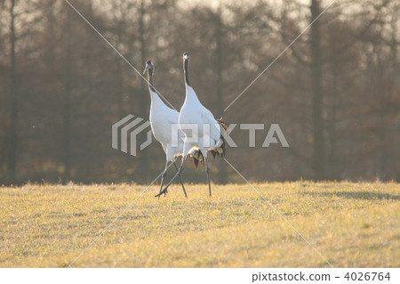 red-crowned crane, crane, cranes 4026764