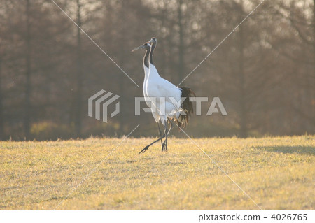 丹頂鶴 鶴 日本吊車 4026765