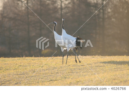 丹頂鶴 鶴 日本吊車 4026766