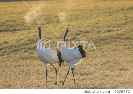 日本吊車 鶴 鳥兒 4026772