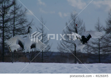 丹頂鶴 鶴 日本吊車 4026845