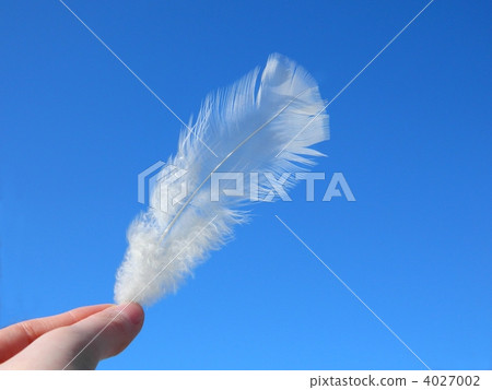 Sky white feathers Sky white feathers 4027002
