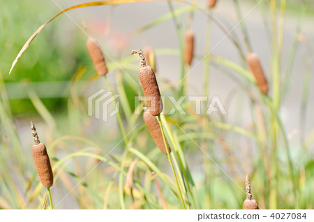 Ears of Cogama 4027084