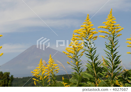 Seiitokawadassi 4027087