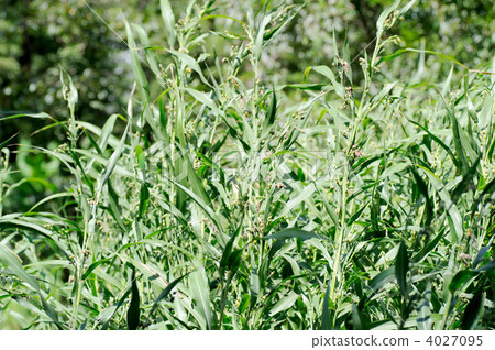 珍珠大麥 4027095