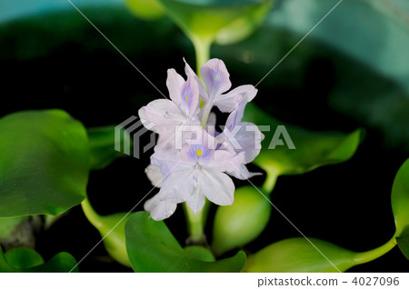 Water hyacinth 4027096